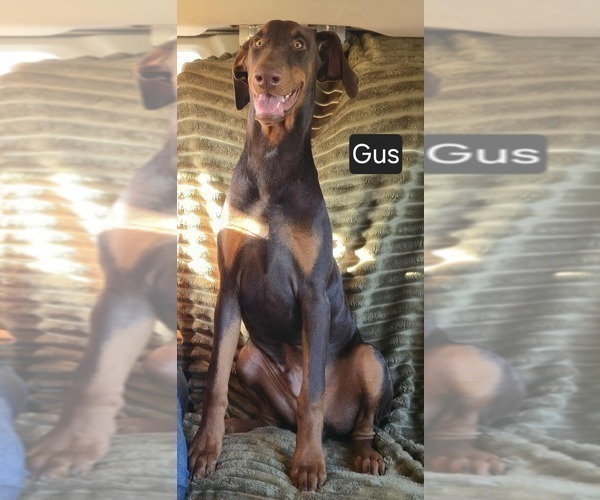 Medium Photo #5 Doberman Pinscher Puppy For Sale in POMEROY, OH, USA