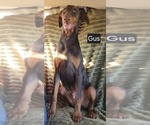 Small #4 Doberman Pinscher