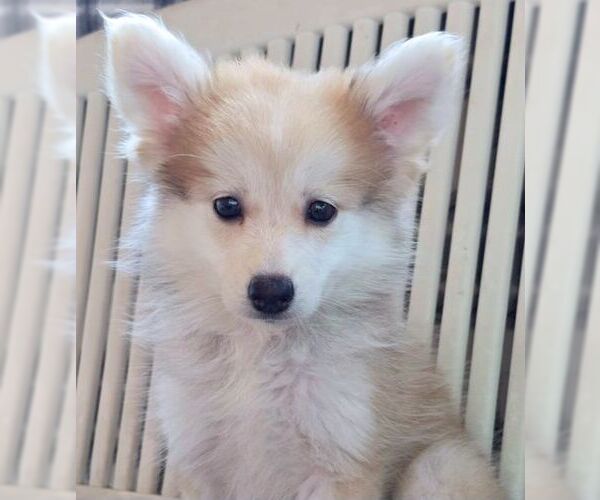 Medium Photo #4 Chiranian Puppy For Sale in Tustin, CA, USA