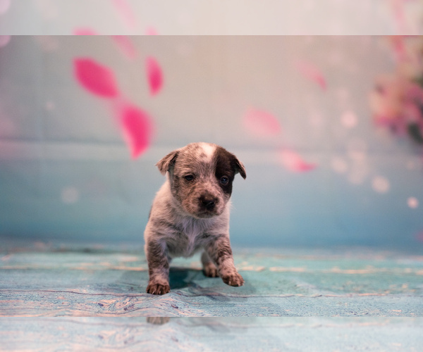 Medium Photo #9 Cowboy Corgi Puppy For Sale in HOPKINSVILLE, KY, USA