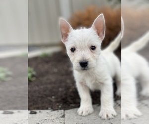 West Highland White Terrier Puppy for sale in CANOGA, NY, USA