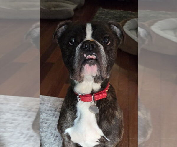 Medium Photo #4 Boxer-Unknown Mix Puppy For Sale in Plymouth, MN, USA