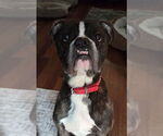 Small #3 Boxer Mix