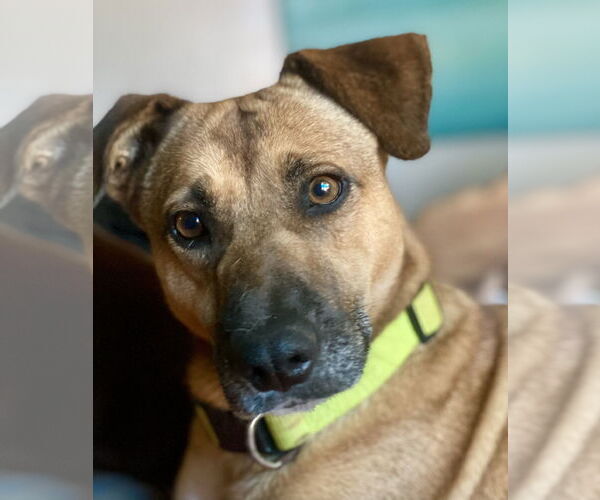 Medium Photo #3 Labrador Retriever-Unknown Mix Puppy For Sale in Newport Beach, CA, USA