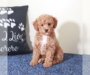 Medium Golden Retriever-Poodle (Toy) Mix