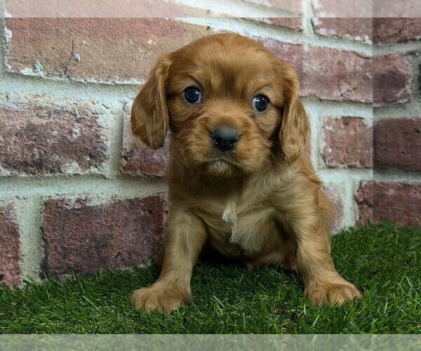 Medium Photo #6 Cavalier King Charles Spaniel Puppy For Sale in MOBERLY, MO, USA