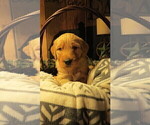 Small Photo #12 Goldendoodle Puppy For Sale in PERRYSVILLE, OH, USA