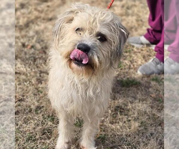Medium Photo #2 Mutt Puppy For Sale in Yardley, PA, USA