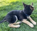 Small Photo #3 German Shepherd Dog Puppy For Sale in OREM, UT, USA