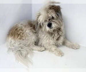 Maltese Dogs for adoption in Houston, TX, USA