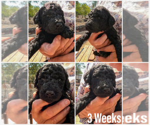 Poodle (Standard) Puppy for sale in COARSEGOLD, CA, USA