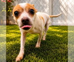 Small #3 Chihuahua Mix