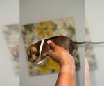 Small #2 American Bully