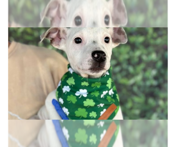 Medium Photo #2 American Pit Bull Terrier-Unknown Mix Puppy For Sale in New York, NY, USA