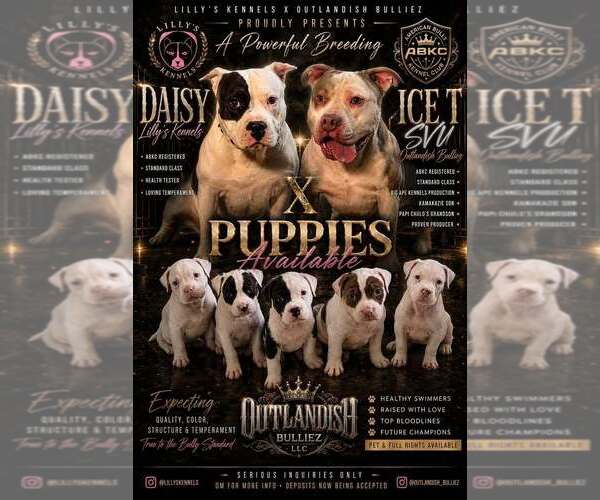 Medium Photo #1 American Bully Puppy For Sale in FRIDLEY, MN, USA