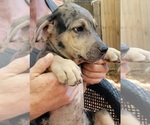 Small Photo #5 Catahoula Bulldog Puppy For Sale in MIAMI BEACH, FL, USA