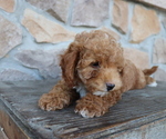 Small Photo #4 ShihPoo Puppy For Sale in HONEY BROOK, PA, USA