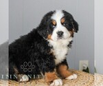 Small #2 Bernese Mountain Dog