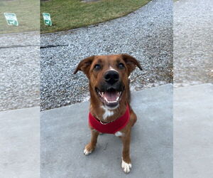 Australian Shepherd-Unknown Mix Dogs for adoption in Valrico, FL, USA