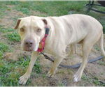 Small #42 American Pit Bull Terrier Mix
