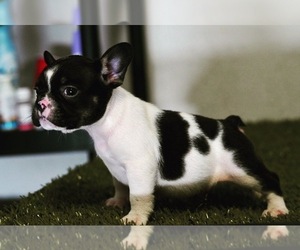 French Bulldog Puppy for sale in CHULA VISTA, CA, USA