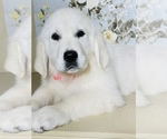 Small Photo #3 English Cream Golden Retriever Puppy For Sale in AMITY, AR, USA