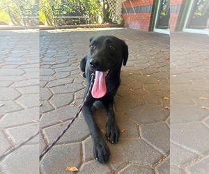 Anabelle - Female Shepradors Dog for Adoption - Photo #5