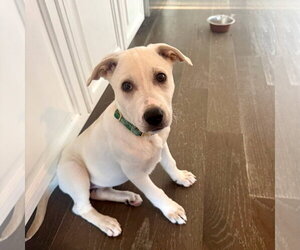 Labrador Retriever Dogs for adoption in San Juan Capistrano, CA, USA