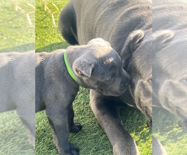 Medium Photo #9 Cane Corso Puppy For Sale in JOLIET, IL, USA