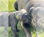 Small #8 Cane Corso