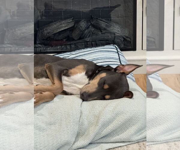 Medium Photo #10 Doberman Pinscher-Unknown Mix Puppy For Sale in Rockaway, NJ, USA