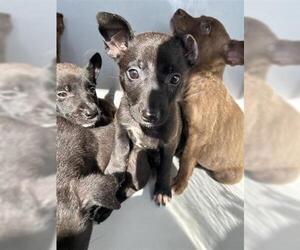 Mutt Dogs for adoption in Houston, TX, USA