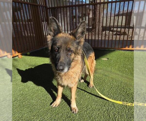 Medium Photo #3 German Shepherd Dog-Unknown Mix Puppy For Sale in Las Vegas, NV, USA