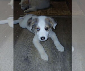 Border-Aussie Dogs for adoption in Aurora, IN, USA
