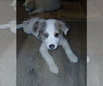 Small Border-Aussie