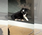 Small #7 Miniature Australian Shepherd