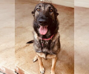 Mila - Female German Shepherd Dog Dog for Adoption - Photo #11