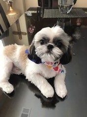 Father of the Shih Tzu puppies born on 06/28/2018