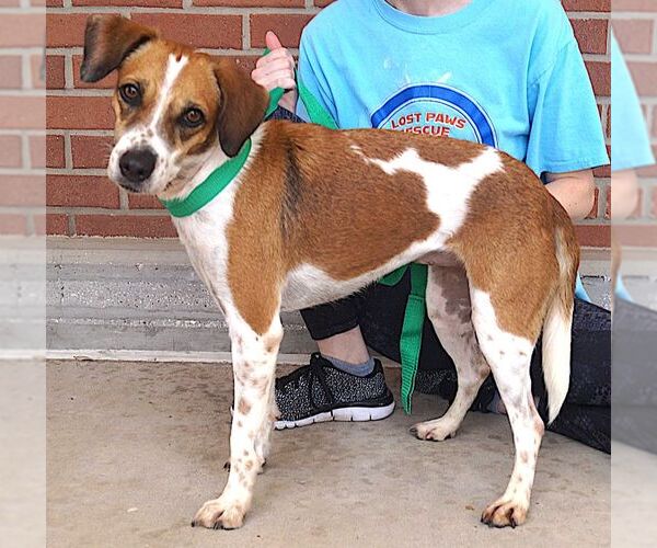 Medium Photo #2 Beagle-Unknown Mix Puppy For Sale in Carrollton, TX, USA