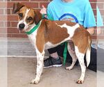 Small #1 Beagle Mix