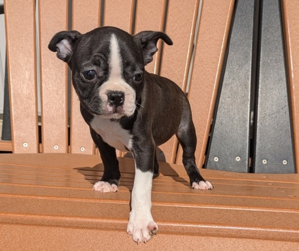 Medium Photo #1 Boston Terrier Puppy For Sale in GOSHEN, IN, USA