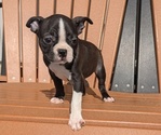 Puppy Raya Boston Terrier