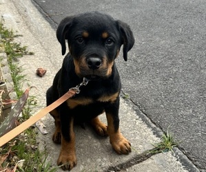 Rottweiler Puppy for sale in SACRAMENTO, CA, USA