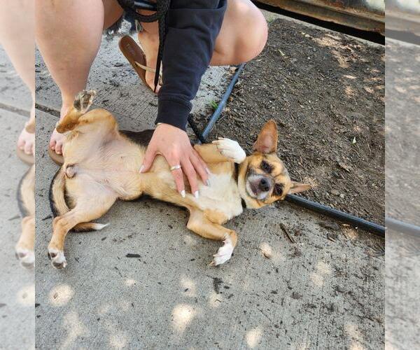 Medium Photo #10 Chihuahua-Unknown Mix Puppy For Sale in Chester, NJ, USA