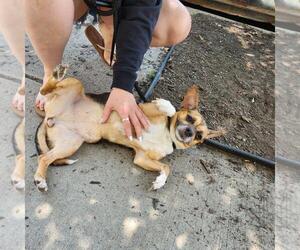 Wheezy - Female Chihuahua-Unknown Mix Dog for Adoption - Photo #10