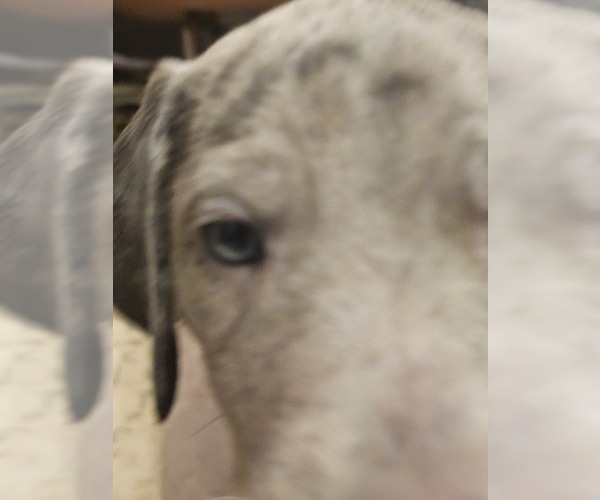 Medium Photo #18 Irish Dane Puppy For Sale in SPRINGFIELD, MO, USA