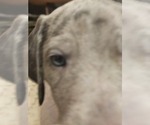Small #6 Irish Dane