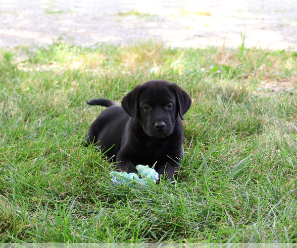 Medium Photo #2 Labrador Retriever Puppy For Sale in SYRACUSE, IN, USA