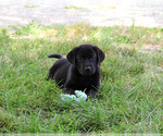 Small #1 Labrador Retriever