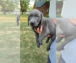 Small Photo #9 Labrador Retriever Puppy For Sale in DES MOINES, IA, USA